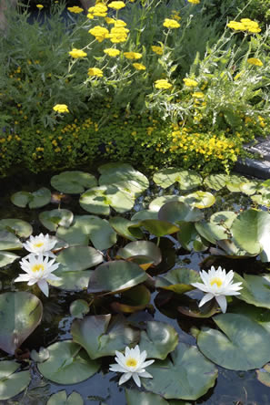 Nymphaea 'Marliacea Albida’ 